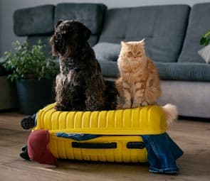 Pet Taksi Zafer Ankara hakkımızda ekip